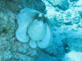   Caribbean Reef Octopus. This guy wasnt shy all. Octopus all  